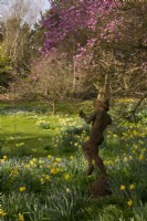 A statue among naturalised Narcissus and Magnolia blossom in the Spring Garden at Thenford Arboretum.