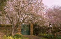 Magnolia x soulangeana and Prunus x subhirtella 'Pendula Rosea' beside a gate at Thenford Arboreturm.