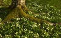 Moss covered tree roots around Primula vulgaris