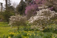 Magnolia soulangeana x 'San Jose' and Magnolia stellata in the Spring Garden at Thenford Arboretum
