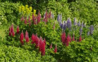 A circle of multi-coloured Lupinus - Lupin at Waterperry Gardens, Waterperry, Wheatley, Oxfordshire, UK