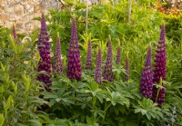 Lupinus, Lupin Masterpiece in a border at Waterperry Gardens, Waterperry, Wheatley, Oxfordshire, UK