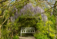 A white metal bench under an arch of Wisteria floribunda at Waterperry Gardens, Waterperry, Wheatly, Oxfordshire, UK