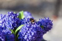 Closes up of a Hyacinthus orientalis 'Delft Blue' and a bumblebee 