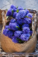 Bunch of Hyacinthus orientalis 'Delft Blue' in a seagrass basket. Fragrant spring arrangement outdoor. 