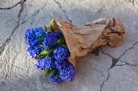Bunch of Hyacinthus orientalis 'Delft Blue' wrapped in brown paper. Fragrant spring bouquet outdoors on a concrete floor. 