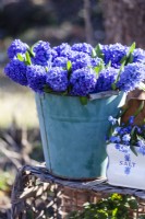Detail of a still life outside in the spring garden. A bucket with the decorative and fragrant Hyacinthus orientalis 'Delft Blue', a porcelain container with Scilla siberica. 