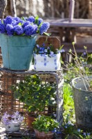 Still life outside in the spring garden. A bucket with the decorative and fragrant Hyacinthus orientalis 'Delft Blue', a porcelain container with Scilla siberica. In the basket a porcelain container with Scilla 'Pink Giant' and a Pelargonium. Zinc bucket with Lilac branches.