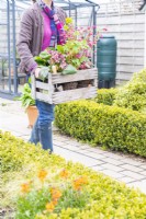 Woman carrying a crate containing Ribes 'Amore' and Bergenia 'Rosi Klose'