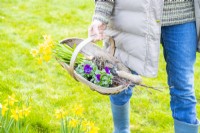 Woman carrying a trug containing narcissus and violas