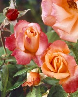 Rosa Peach Melba, summer June