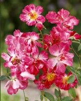 Rosa Candy Cane, summer June