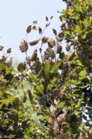 Fagus sylvatica Atropunicea, spring April
