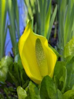  Lysichiton americanus - Skunk cabbage April