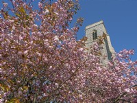 Prunus 'Kanzan' Cherry  blossom in spring - Trunch village Church, Norfolk