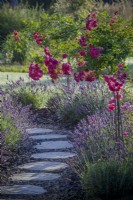 Rosa 'Super Dorothy' underplanted with Lavandula angustifolia - English lavender - by stepping stone path. Scented fragrant combination edging ros standard trained