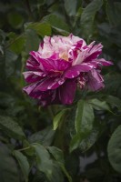 Rosa 'Purple Tiger'