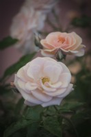 Rosa 'Cream Abundance'