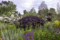 Purple beech,  Fagus sylvatica 'Atropurpurea'.   RHS Garden for a Green Future, RHS Hampton Court Palace Garden Festival 2021