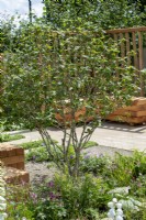 Multi stem tree. The Communication Garden, RHS Hampton Court Palace Garden Festival 2021.  Design: Amelia Bouquet.  Sponsors: London Stone, Practicality Brown, Urbis Design