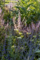 Salvia turkestanica