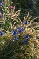 Eryngium zabelii 'Big Blue' with Calamagrostis 'Karl Foerster'