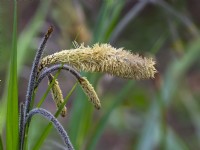 Carex pendula - Drooping Sedge in flower Norfolk Late April