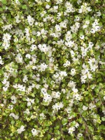 Muehlenbeckia axillaris, summer June 