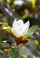 Magnolia grandiflora, spring May