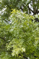 Quercus palustris, spring May