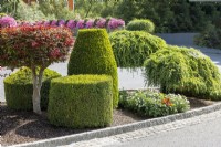 Planting with Buxus, spring April