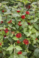 Viburnum lantana, summer June