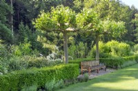 Platanus x hispanica with garden bench, spring May