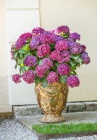 Hydrangea macrophylla in plant container, summer August