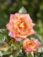 Rosa Enchanted Peace, summer June