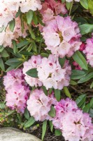 Rhododendron yakushimanum Arabella, spring May