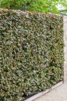 Fagus sylvatica Atropunicea, spring May