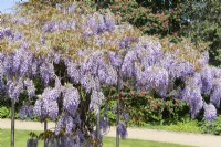 Wisteria sinensis, spring May