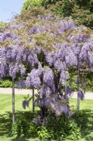 Wisteria sinensis, spring May