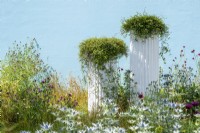 Tall white planters against a blue background.  Garden of Solitude, RHS Hampton Court Palace Garden Festival 2021.  Design: Carlotta Montefoschi, Niccolo Cau, Ricardo Walker Campos.  Sponsor: Laboratorio S. Rocco