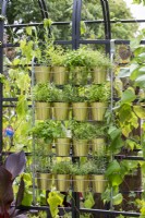 Herbs growing in gold colour pots in a metal hanging rack.  Get up  and  Grow, RHS Hampton Court Palace Garden Festival 2021