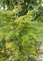 Quercus palustris, spring May