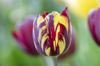 Tulipa Absalon - Historical Rembrandt Tulip dating from 1780