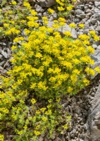 Alyssum montanum, spring April