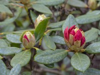 Rhododendron 'Nancy Evans' - Emerging buds
