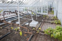 Grape vines laid onto the floor of the glasshouse after pruning at West Dean Gardens, Sussex, England