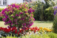 Planting with Bougainvillea, spring April