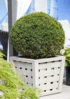 Taxus baccata in pot, spring March