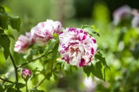 Rosa damascena, summer June