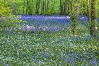 View of a woodland carpeted with Anemone nemorosa and Hyacinthoides non-scripta in Spring - April